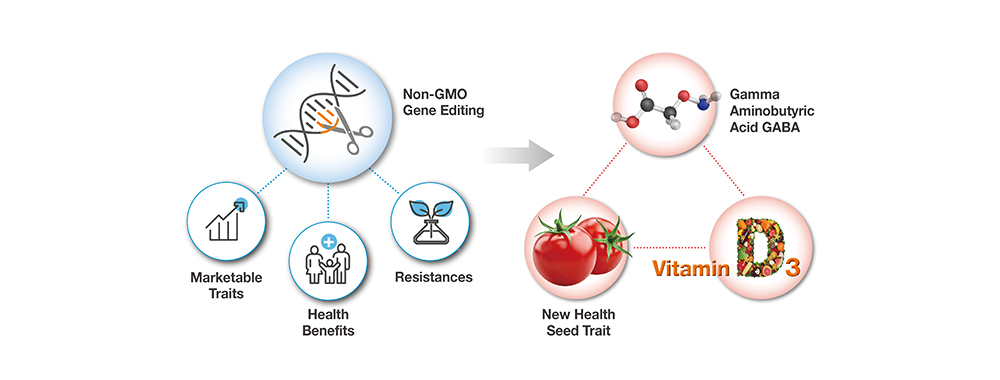 Non-GMO 유전자편집 토마토 사업 전략